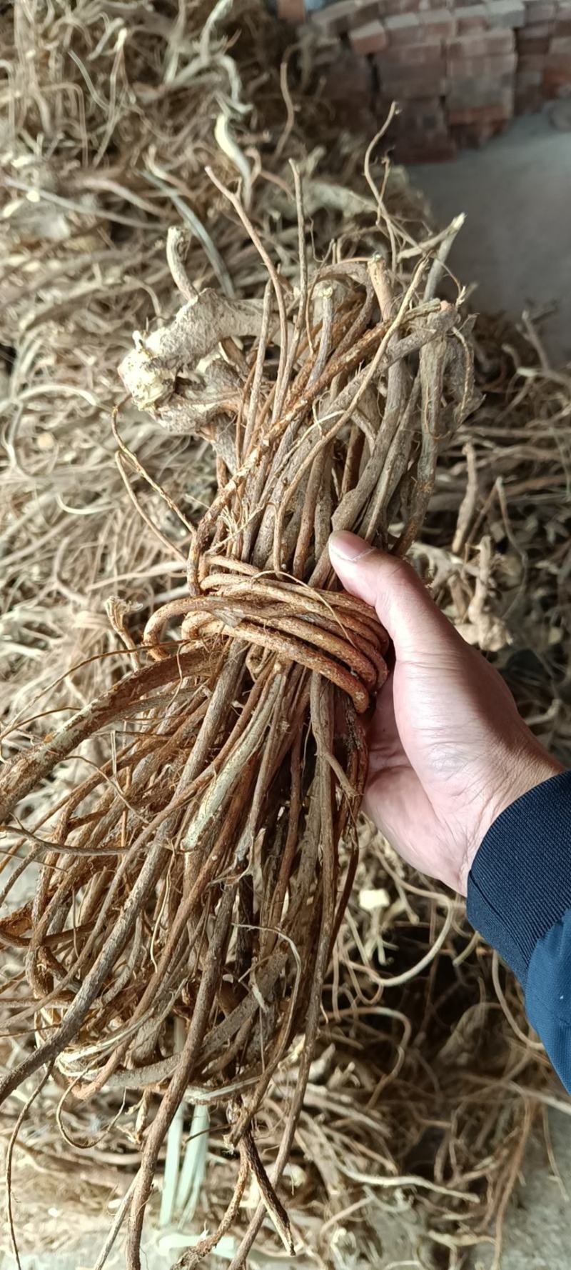 【推荐】广西山区野生五指毛桃（生鲜通货加工）大量有货