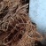 【推荐】广西山区野生五指毛桃（生鲜通货加工）大量有货