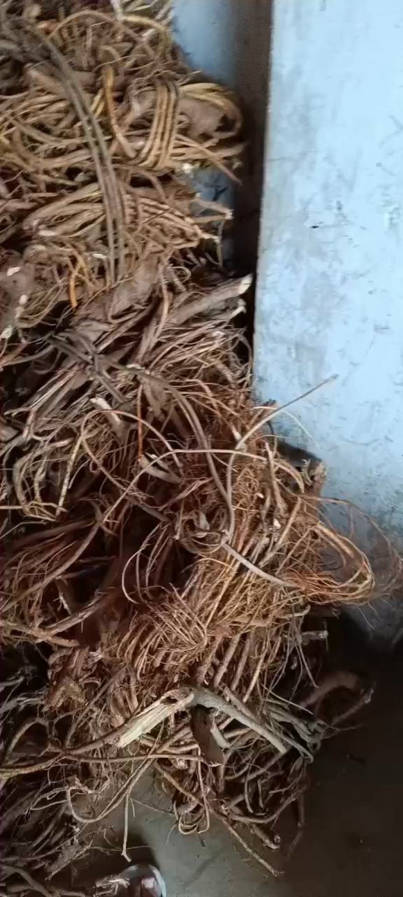 【推荐】广西山区野生五指毛桃（生鲜通货加工）大量有货