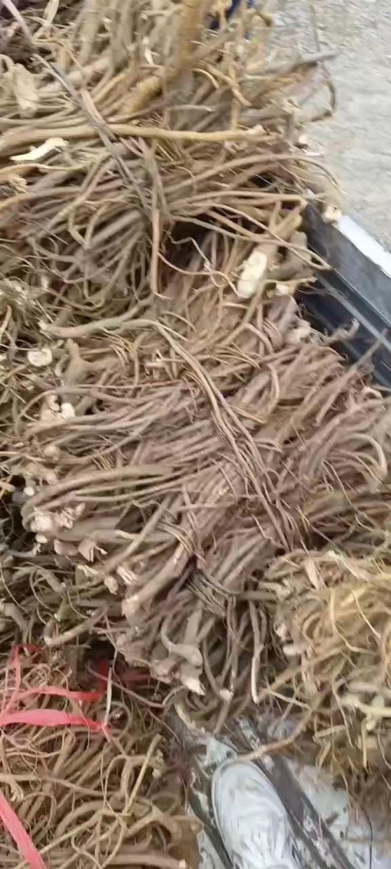 【推荐】广西山区野生五指毛桃（生鲜通货加工）大量有货