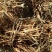 【推荐】广西山区野生五指毛桃（生鲜通货加工）大量有货