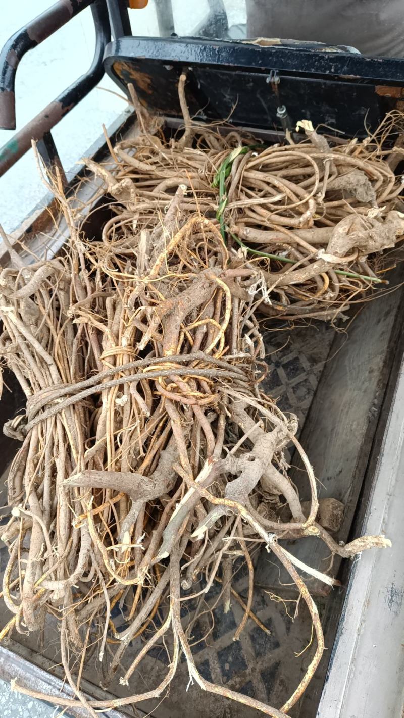 【推荐】广西山区野生五指毛桃（生鲜通货加工）大量有货