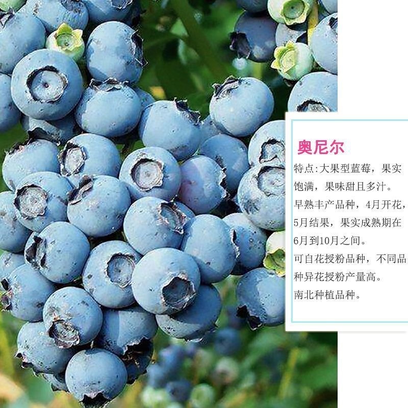 品种蓝莓苗基地直发薄雾兔眼莱克西品种齐全包邮
