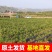 品种蓝莓苗基地直发薄雾兔眼莱克西品种齐全包邮