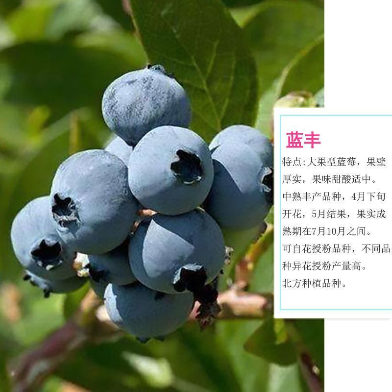 品种蓝莓苗基地直发薄雾兔眼莱克西品种齐全包邮