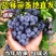 品种蓝莓苗基地直发薄雾兔眼莱克西品种齐全包邮