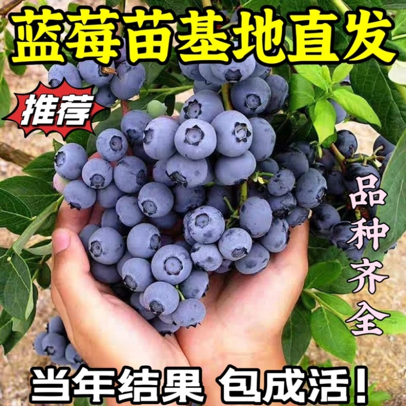 品种蓝莓苗基地直发薄雾兔眼莱克西品种齐全包邮