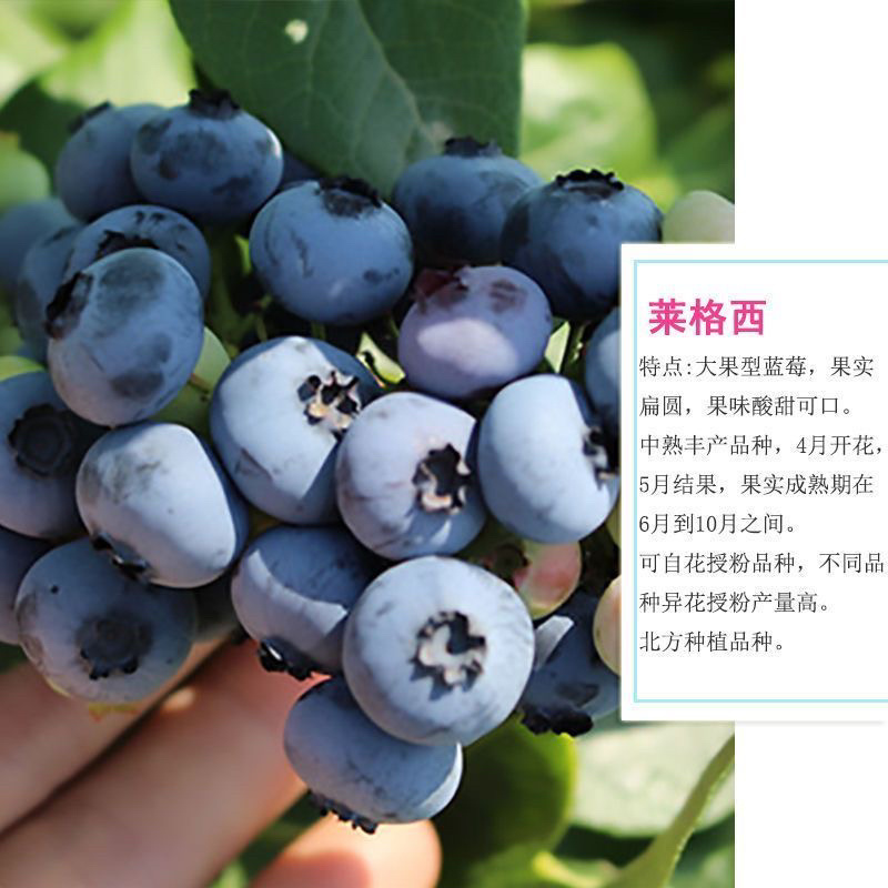 品种蓝莓苗基地直发薄雾兔眼莱克西品种齐全包邮