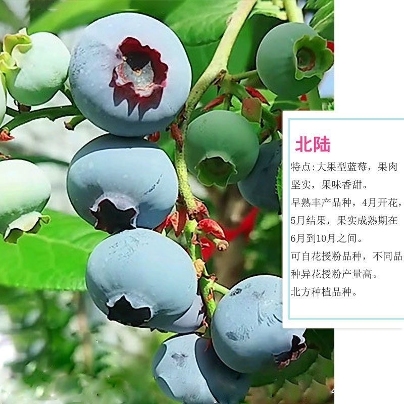 品种蓝莓苗基地直发薄雾兔眼莱克西品种齐全包邮