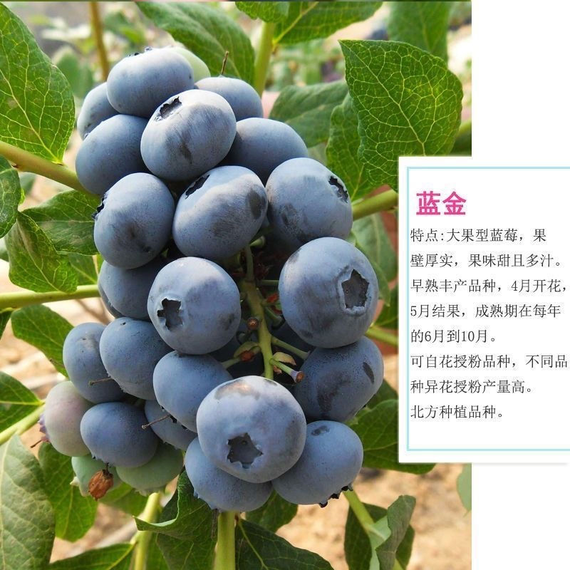 品种蓝莓苗基地直发薄雾兔眼莱克西品种齐全包邮