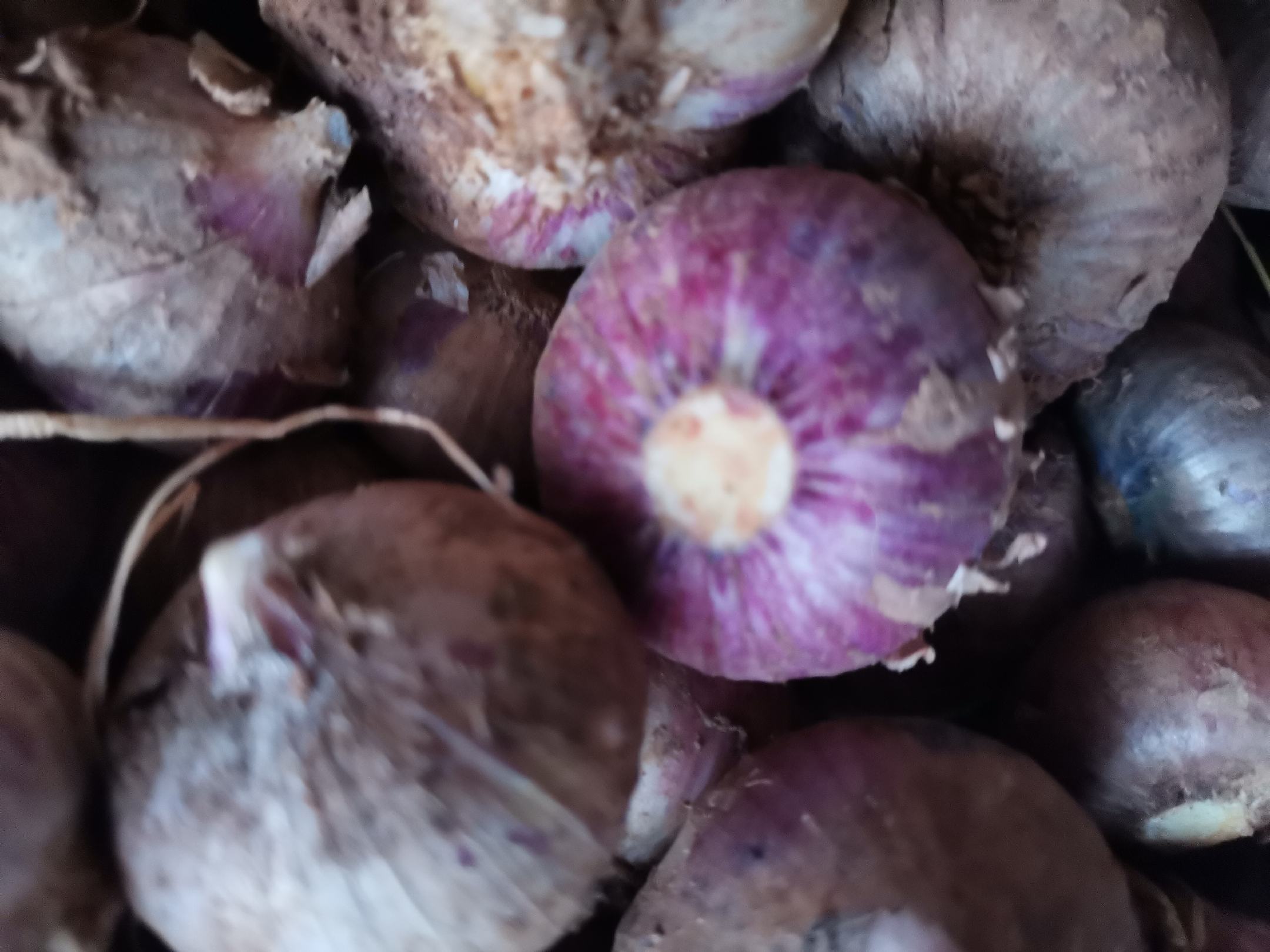 云南红蒜特写图