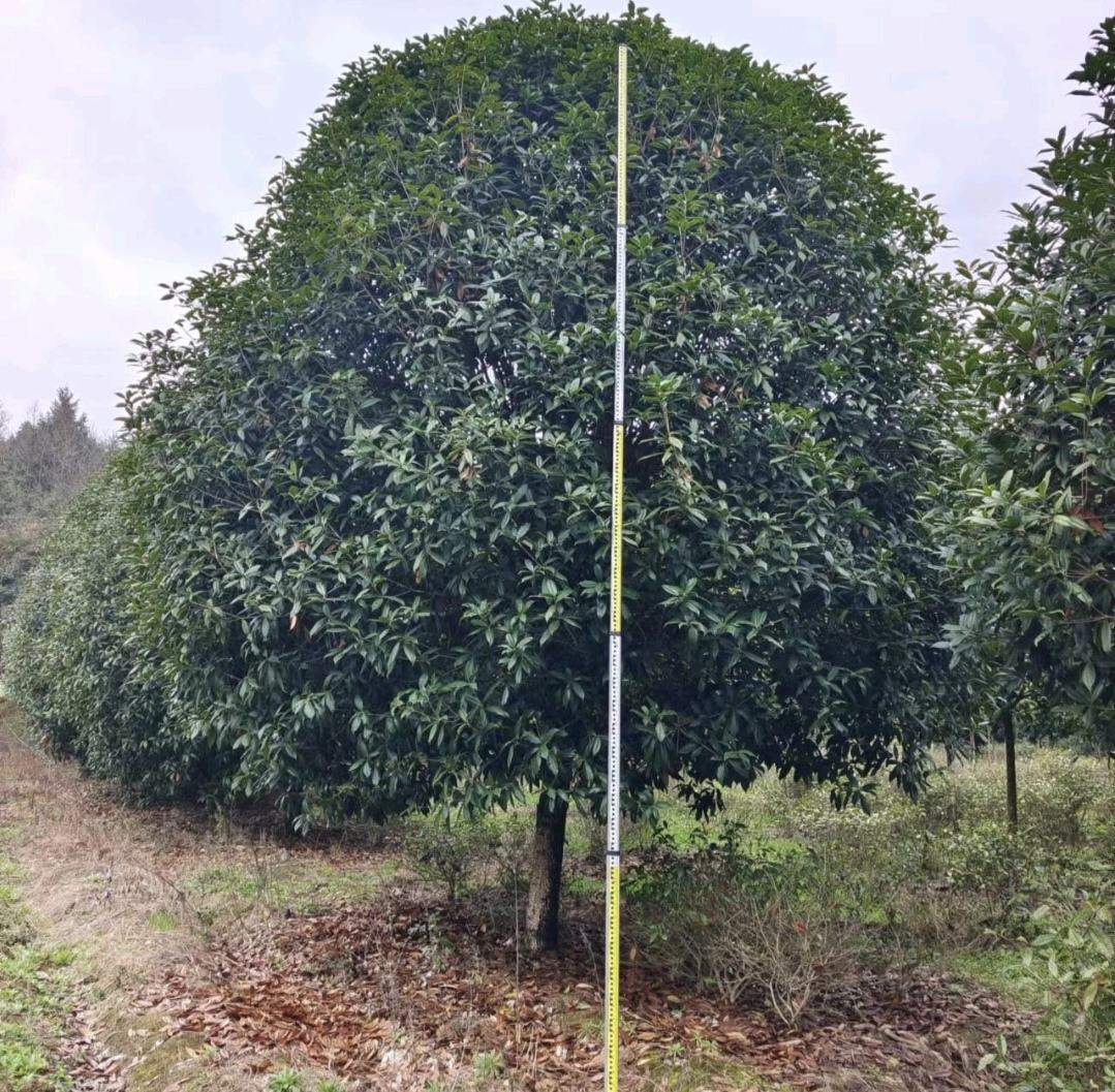 金桂香八月桂苗特写