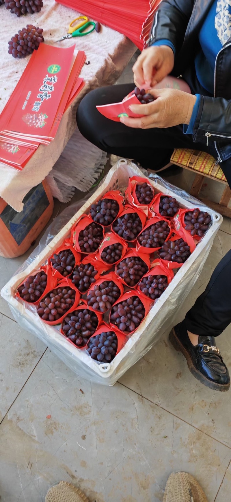 茉莉香葡萄大量上市，支持一件代发，备有大型冷库。