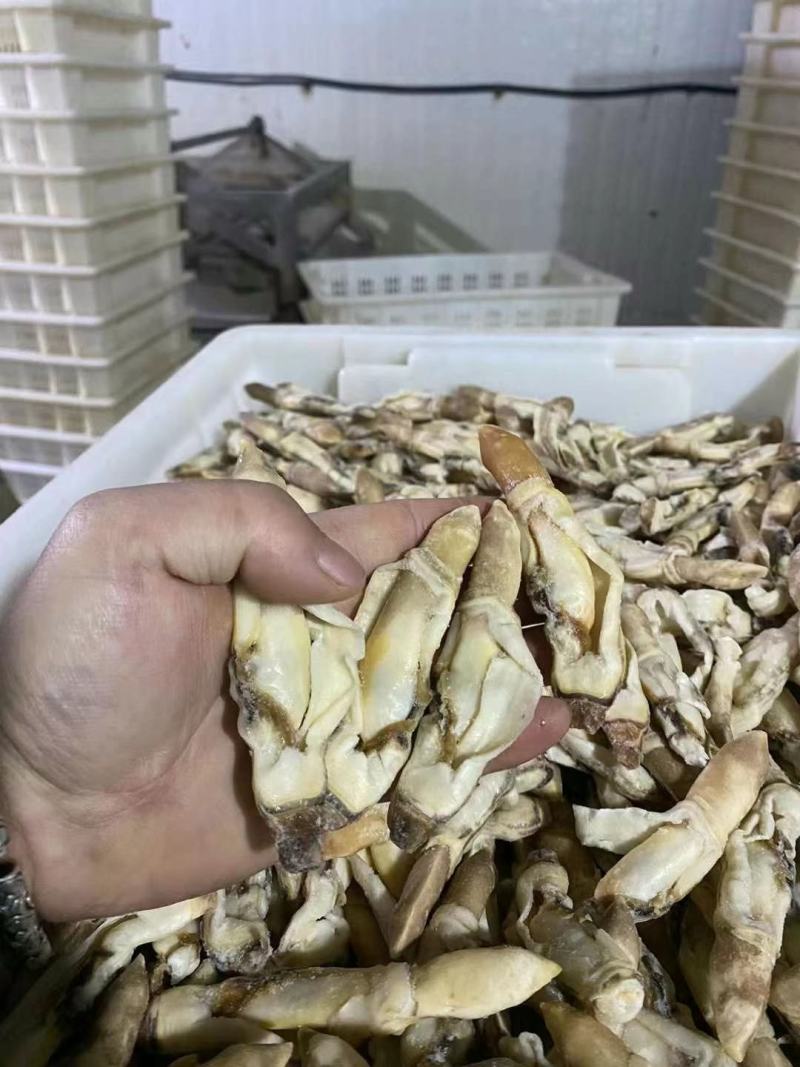 蛏子肉，干冰的蛏子肉，常年有货，价格便宜，开嘴无沙，品质