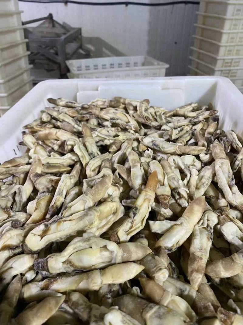 蛏子肉，干冰的蛏子肉，常年有货，价格便宜，开嘴无沙，品质