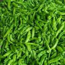 兰陵县301辣椒泡椒大量供应，个头匀称，条形直，色泽鲜亮