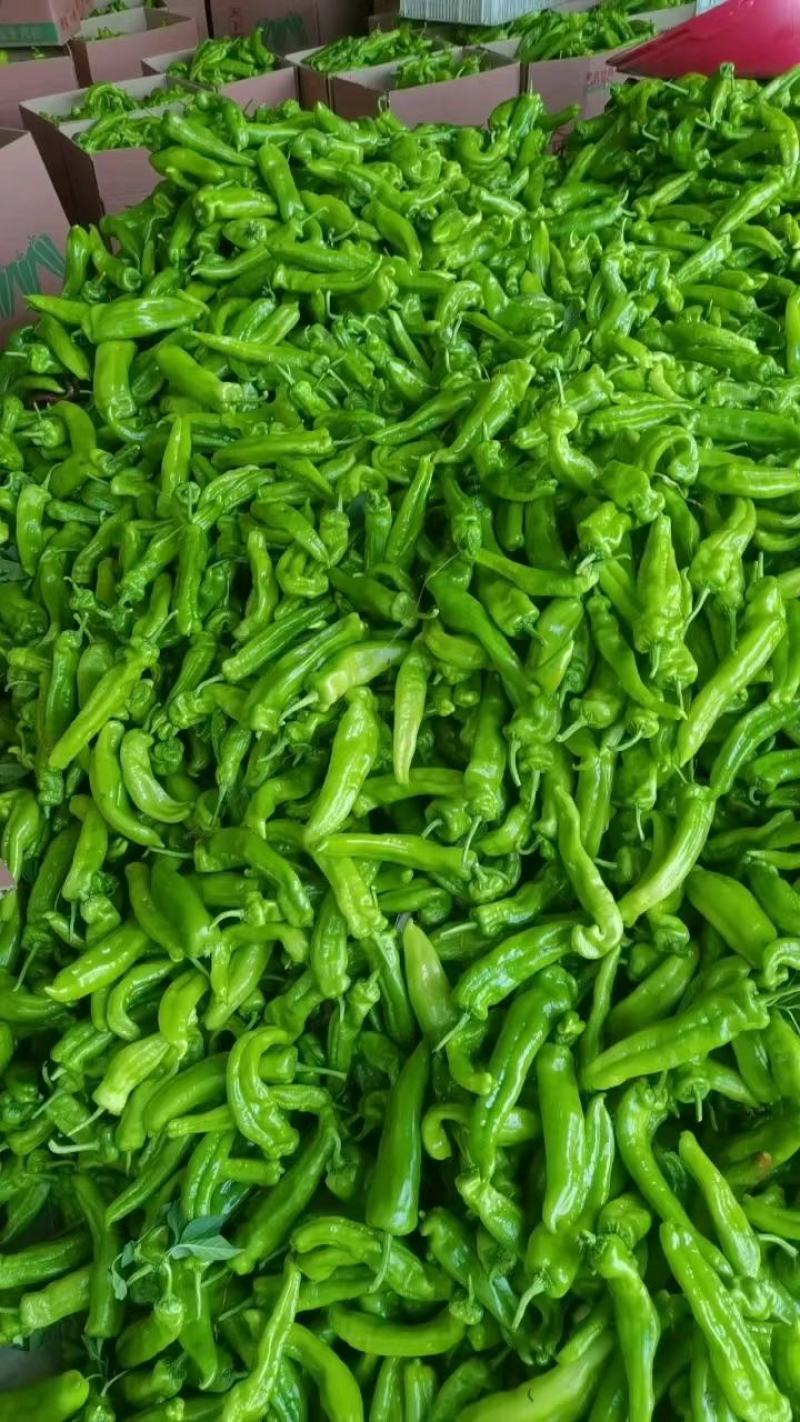 兰陵县301辣椒泡椒大量供应，个头匀称，条形直，色泽鲜亮