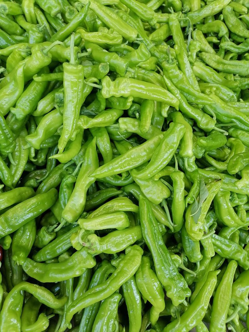兰陵县301辣椒泡椒大量供应，个头匀称，条形直，色泽鲜亮