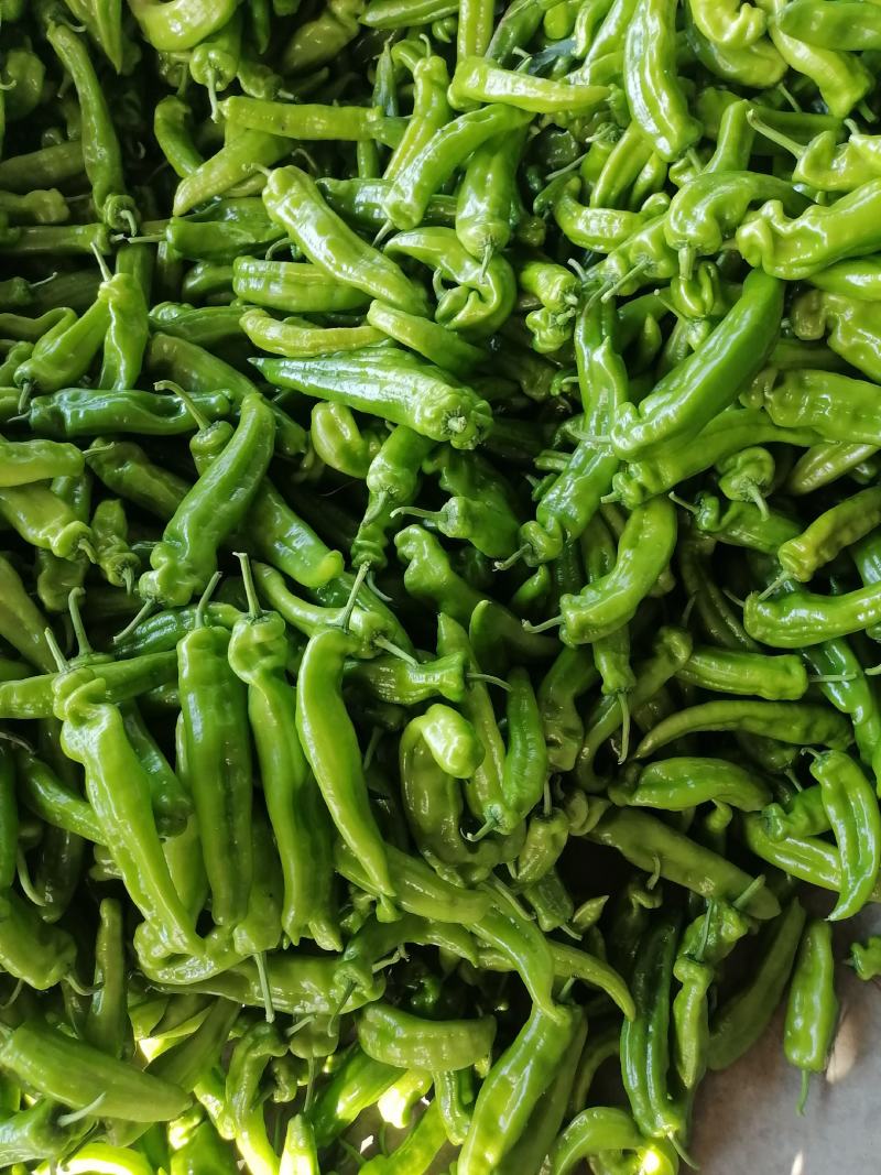 兰陵县301辣椒泡椒大量供应，个头匀称，条形直，色泽鲜亮