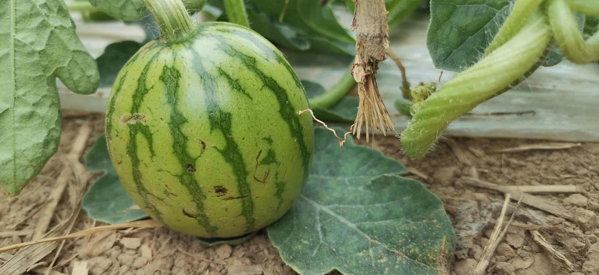 绿宝甜瓜手感判断示意图