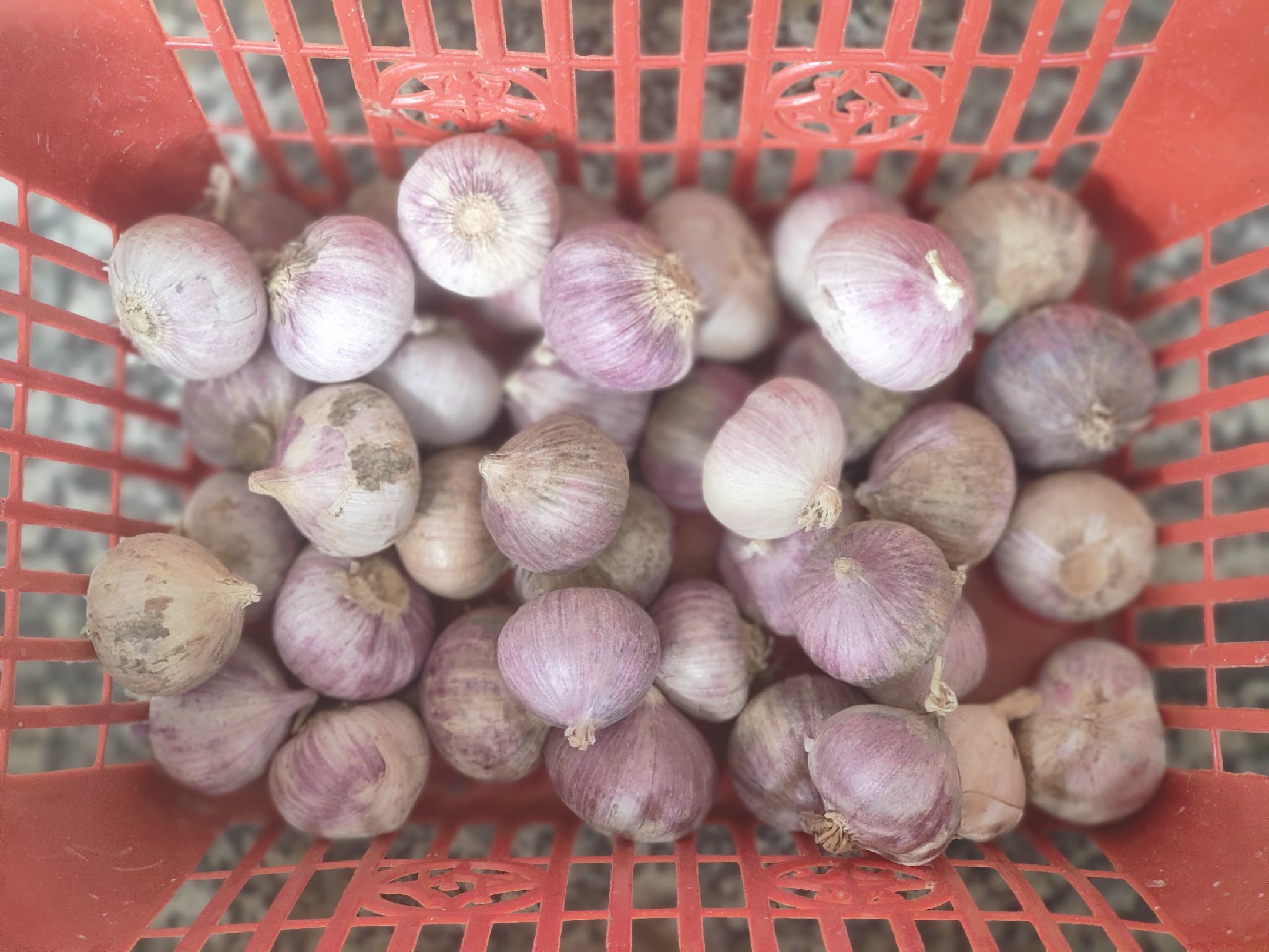 展示新鲜独头蒜原材料,摆放在竹篮中 独头蒜原材料展示