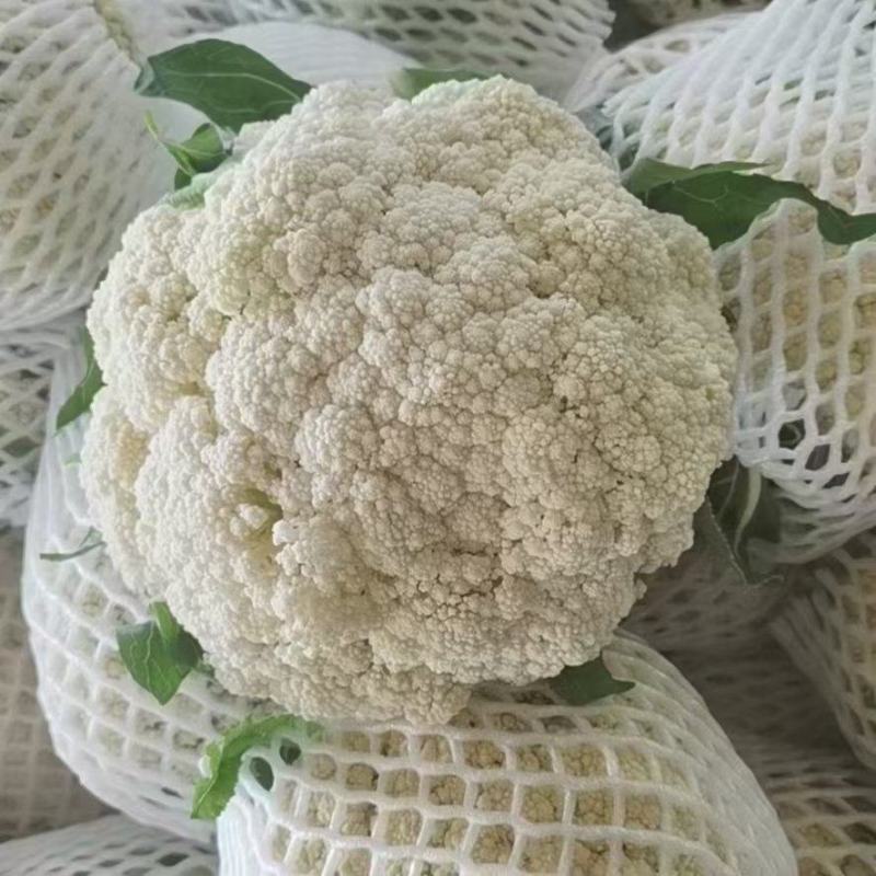 河南菜花，松花菜，规模种植。视频看货，线上保障交易。