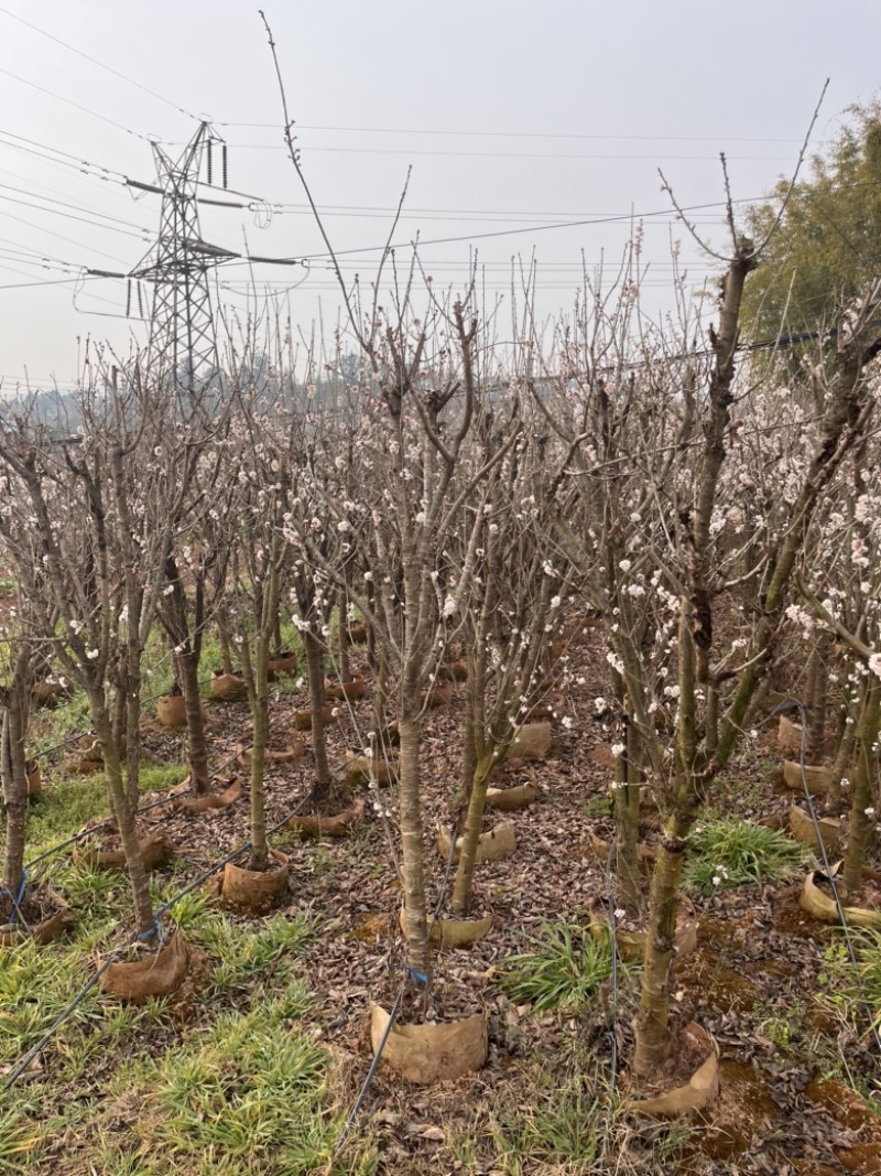 樱桃树4-7分克看货