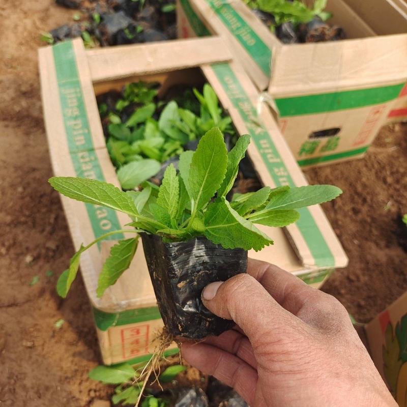 宿根鼠尾草，大冠幅，基地大量有货，量大从优，耐寒花草