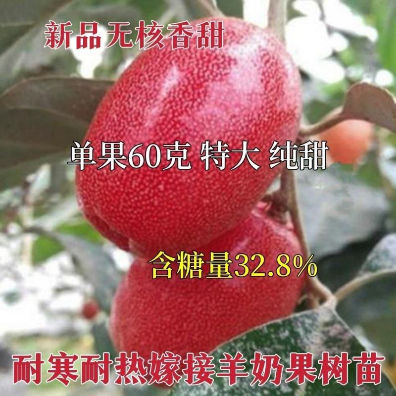 德甜二号羊奶果树苗纯甜羊奶果苗盆栽地栽庭院种植带土带叶