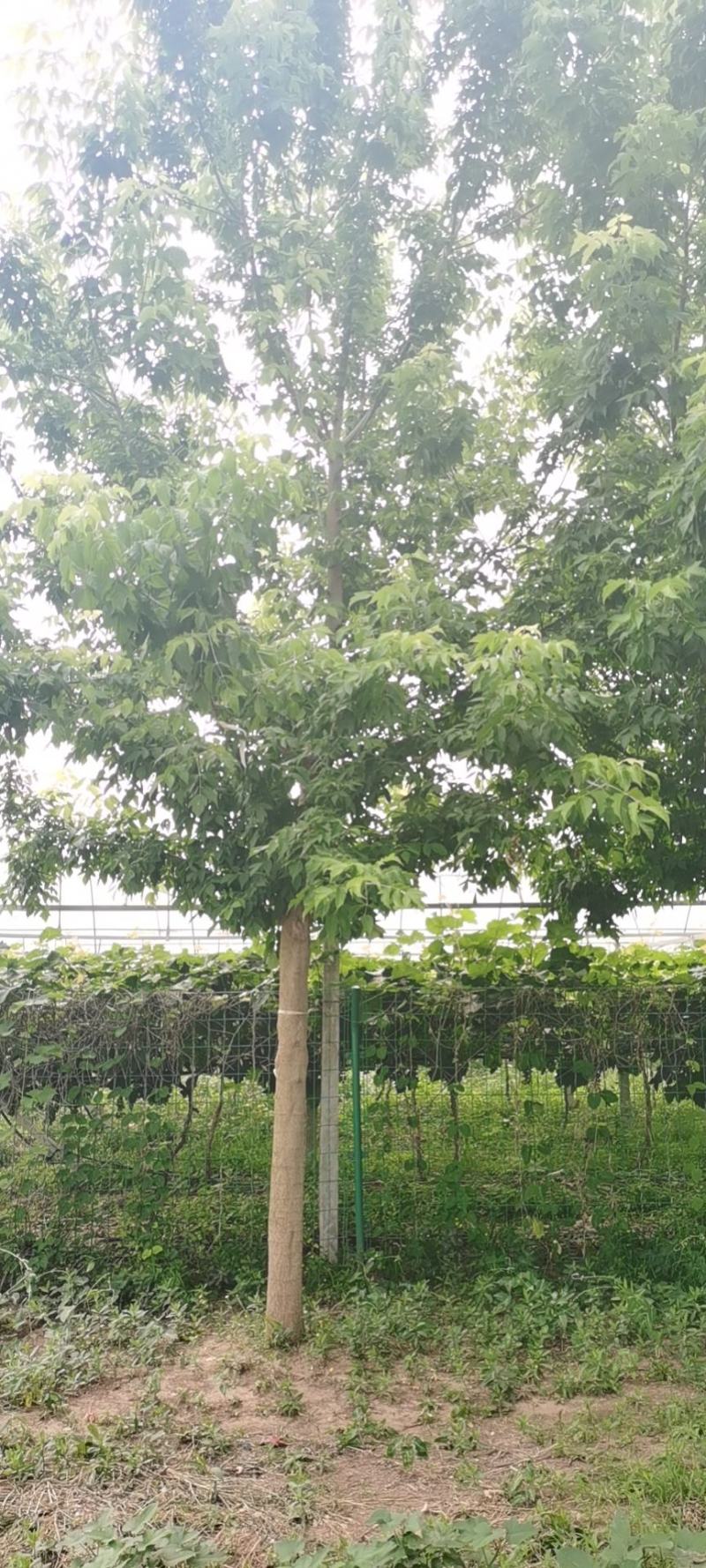 18金叶复叶槭