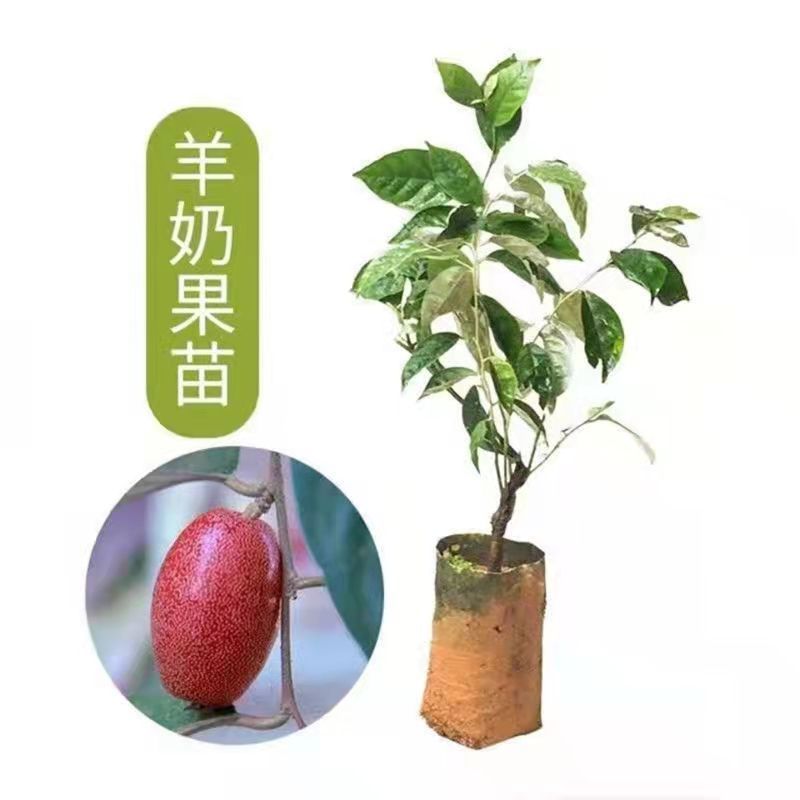 德甜二号羊奶果树苗纯甜羊奶果苗盆栽地栽庭院种植带土带叶