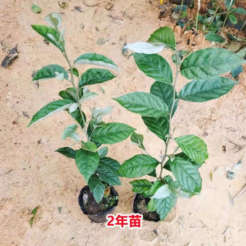 德甜二号羊奶果树苗纯甜羊奶果苗盆栽地栽庭院种植带土带叶