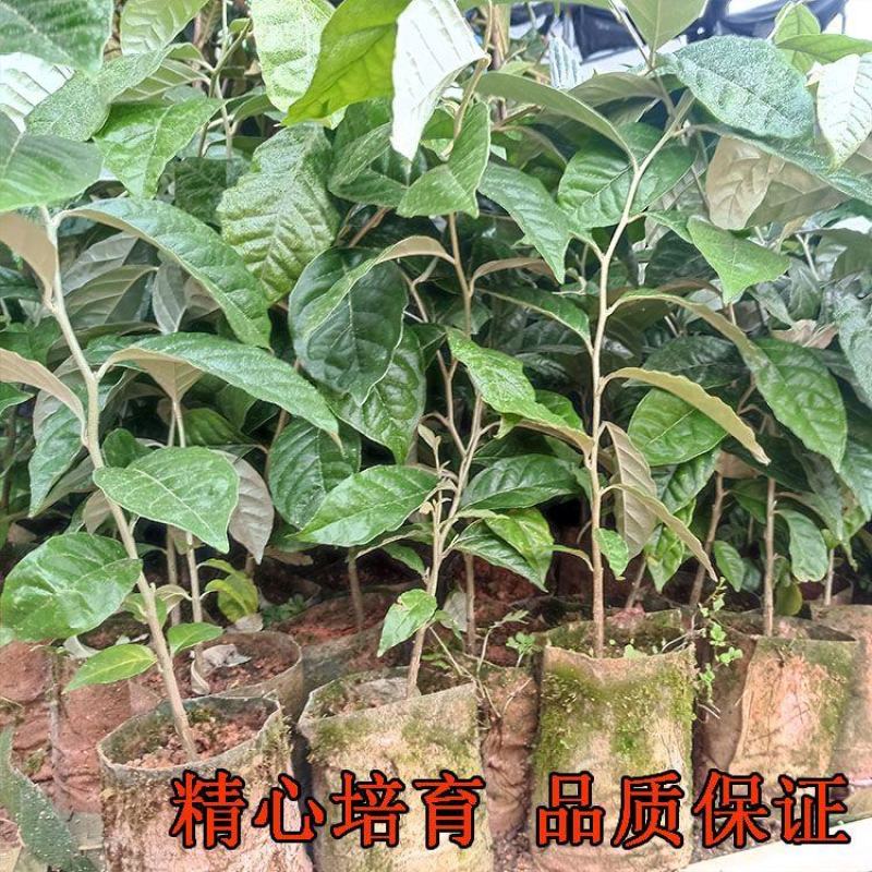 德甜二号羊奶果树苗纯甜羊奶果苗盆栽地栽庭院种植带土带叶