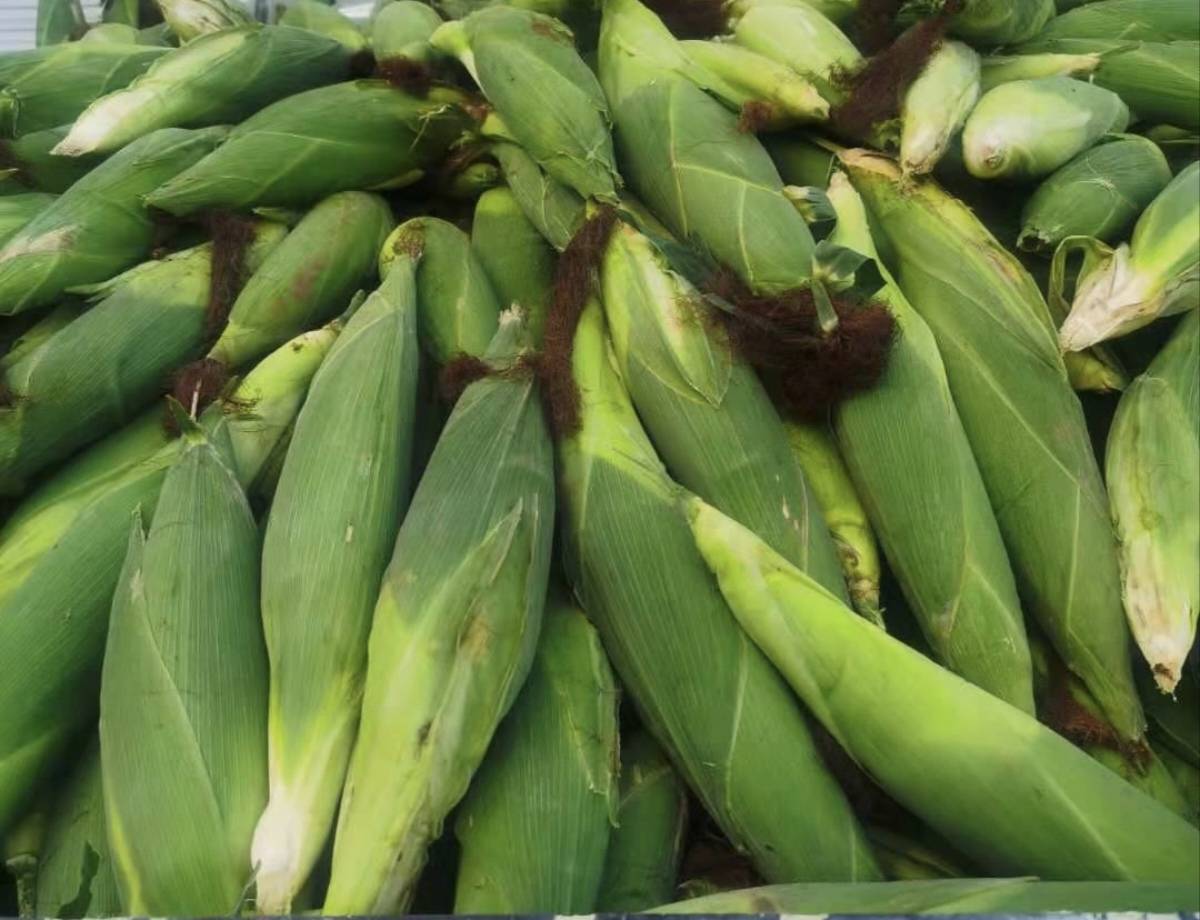 新鲜采摘的带苞叶糯玉米堆放在竹筐中，玉米须呈棕褐色，苞叶青绿微泛黄，表面有自然露珠，背景为晨光下的农家小院