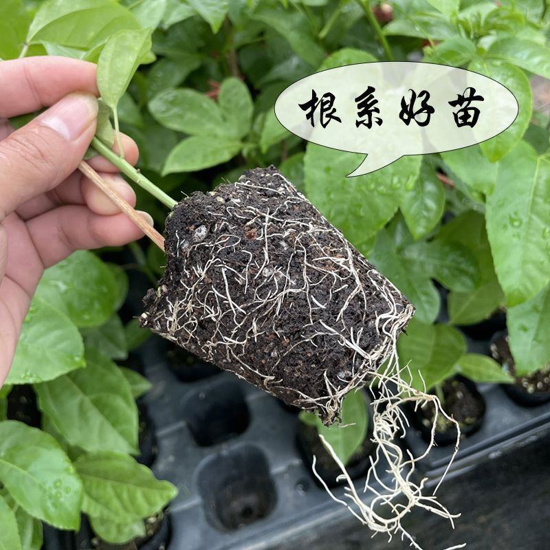 纯甜黄金9号黄金百香果苗嫁接苗爬藤四季开花高产量当年结果