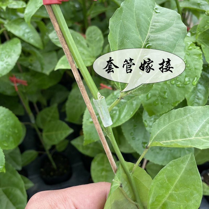 纯甜黄金9号黄金百香果苗嫁接苗爬藤四季开花高产量当年结果
