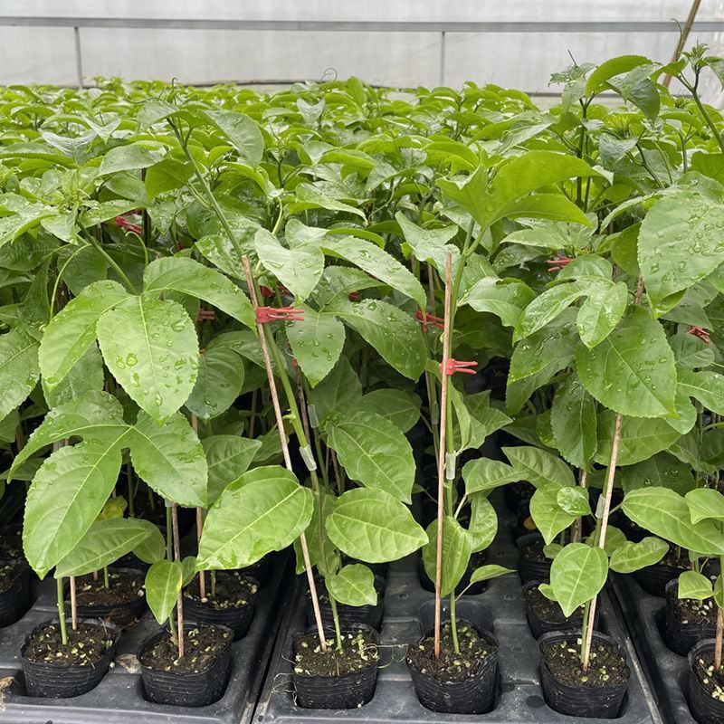 纯甜黄金9号黄金百香果苗嫁接苗爬藤四季开花高产量当年结果
