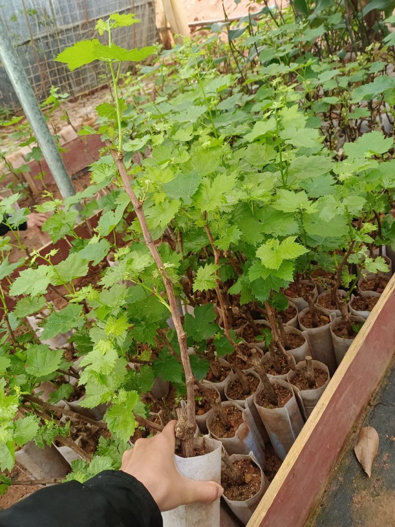 蓝宝石葡萄苗，果子无核蜜甜好吃，嫁接苗，包正品营养杯苗