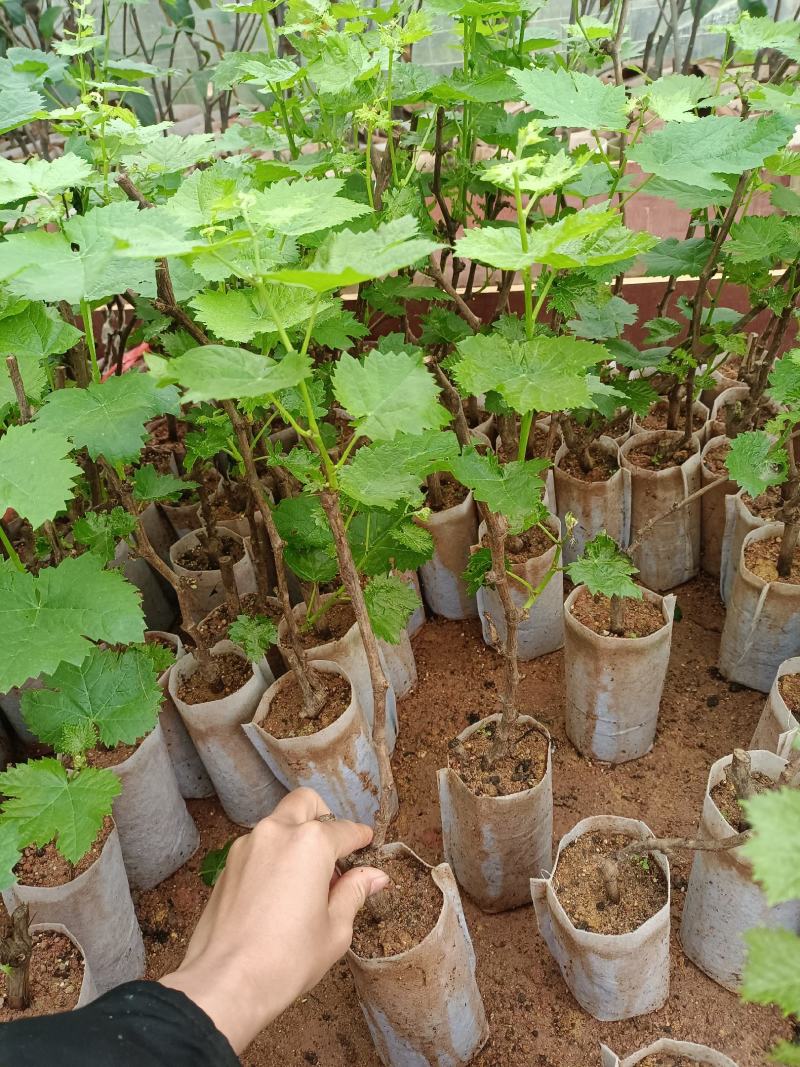 蓝宝石葡萄苗，果子无核蜜甜好吃，嫁接苗，包正品营养杯苗