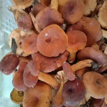 奶江菌