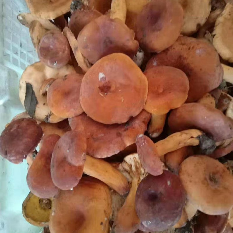 奶江菌