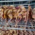 【腊肉】风干老母鸡腊鸡