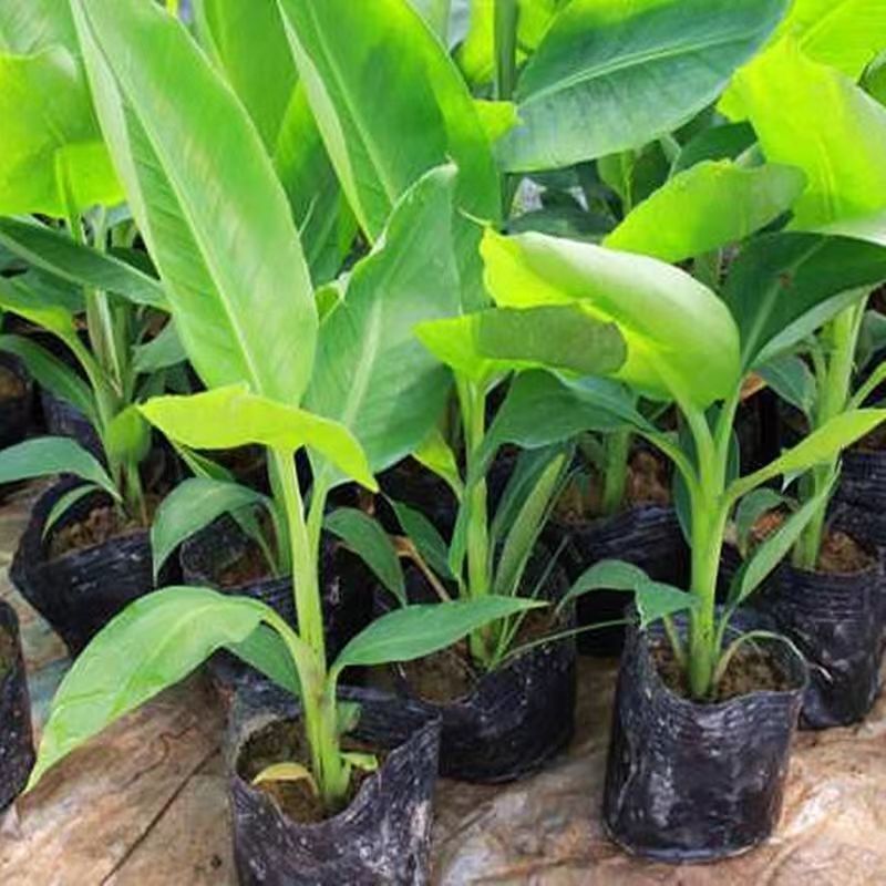 广西正宗香蕉树苗威廉斯B6香蕉苗南方种植营养杯当年结果
