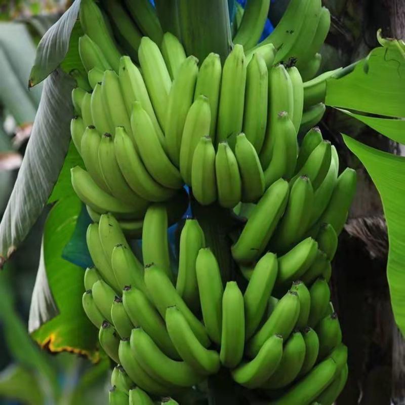 广西正宗香蕉树苗威廉斯B6香蕉苗南方种植营养杯当年结果