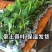 广西正宗香蕉树苗威廉斯B6香蕉苗南方种植营养杯当年结果