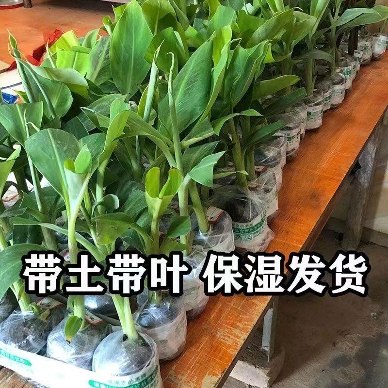 广西正宗香蕉树苗威廉斯B6香蕉苗南方种植营养杯当年结果