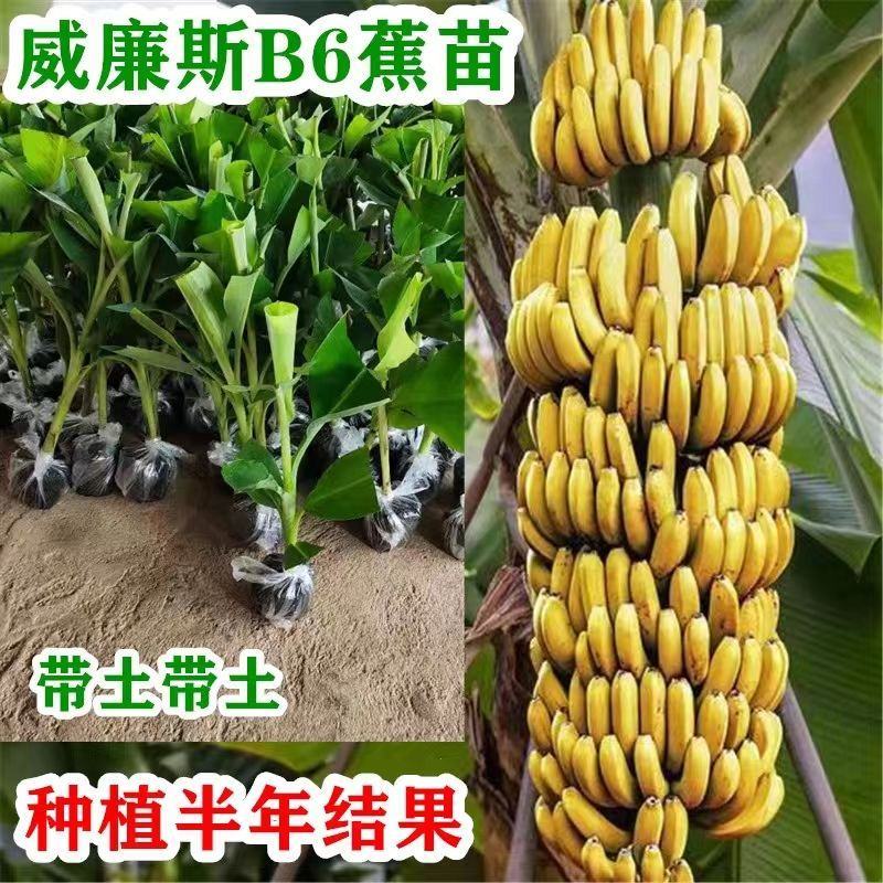 广西正宗香蕉树苗威廉斯B6香蕉苗南方种植营养杯当年结果