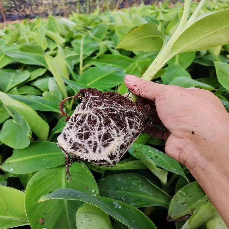 广西正宗香蕉树苗威廉斯B6香蕉苗南方种植营养杯当年结果