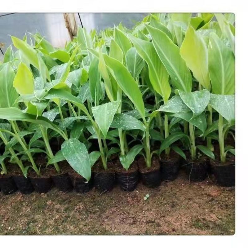 广西正宗香蕉树苗威廉斯B6香蕉苗南方种植营养杯当年结果