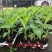 广西正宗香蕉树苗威廉斯B6香蕉苗南方种植营养杯当年结果